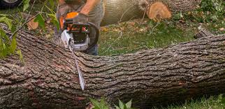 Reliable Redland, MD  Tree Services Solutions